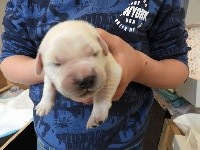 Monsieur Bleu 